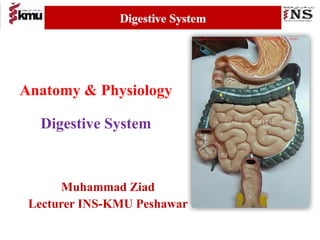 Lecture_11_ Digestive_ System [1].pptx