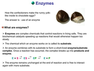 [object Object],[object Object],How the confectioners make the runny yolk-like inside to chocolate eggs? The answer is : use of an enzyme ,[object Object],[object Object],[object Object],[object Object],[object Object]