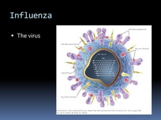 InfluenzaThe virus