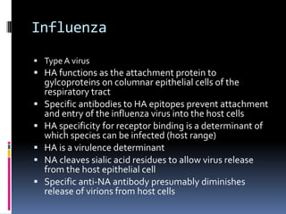 InfluenzaType A virusHA functions as the attachment protein to gylcoproteins on columnar epithelial cells of the respiratory tractSpecific antibodies to HA epitopes prevent attachment and entry of the influenza virus into the host cellsHA specificity for receptor binding is a determinant of which species can be infected (host range)HA is a virulence determinantNA cleaves sialic acid residues to allow virus release from the host epithelial cellSpecific anti-NA antibody presumably diminishes release of virions from host cells  