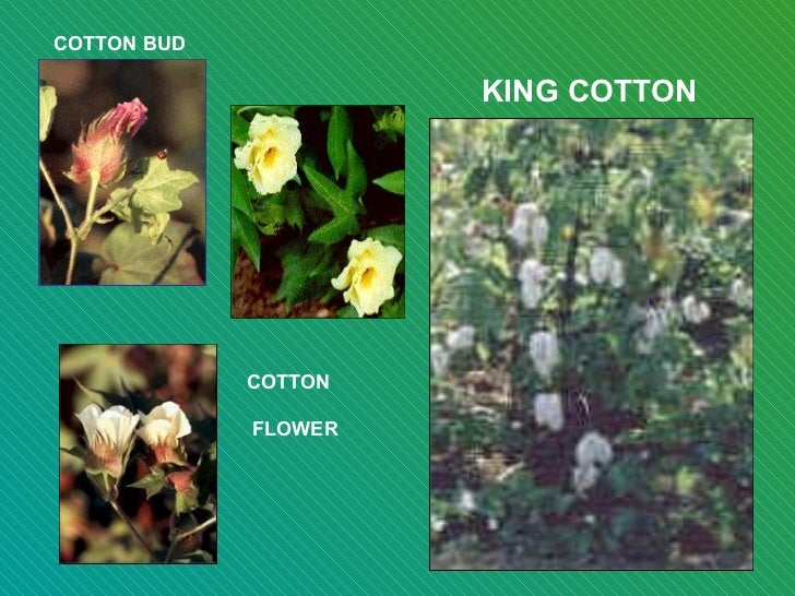 Lecture 11 organic and naturally coloured cotton