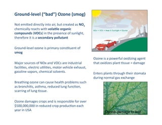 Ozone damage to leaf
 