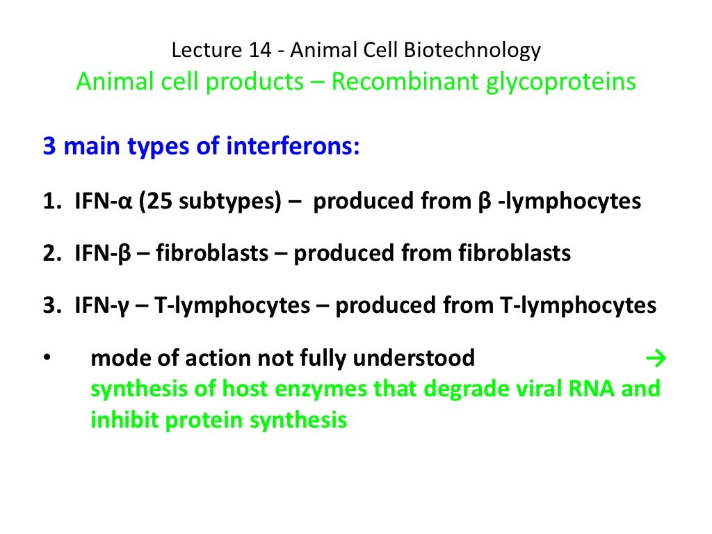 Lecture 11 protein production