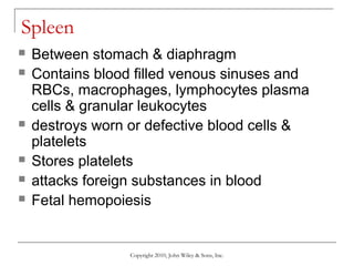 Lecture 11 the lymphatic system and immunity | PPT
