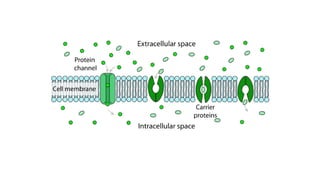 Lecture 11 Transprot systems in cells.pptx