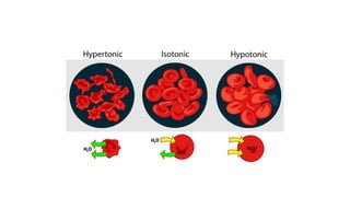 Lecture 11 Transprot systems in cells.pptx