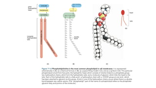 Lecture 11 Transprot systems in cells.pptx