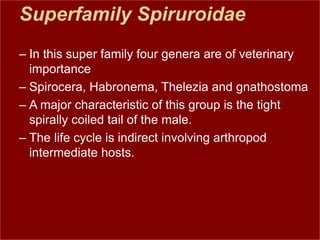 Superfamily Spiruroidae
– In this super family four genera are of veterinary
importance
– Spirocera, Habronema, Thelezia and gnathostoma
– A major characteristic of this group is the tight
spirally coiled tail of the male.
– The life cycle is indirect involving arthropod
intermediate hosts.
 