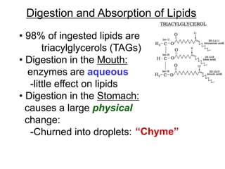 Digestion and Absorption of Lipids
• 98% of ingested lipids are
triacylglycerols (TAGs)
• Digestion in the Mouth:
enzymes are aqueous
-little effect on lipids
• Digestion in the Stomach:
causes a large physical
change:
-Churned into droplets: “Chyme”
 