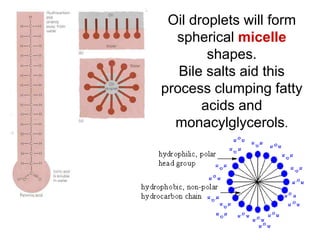 Oil droplets will form
spherical micelle
shapes.
Bile salts aid this
process clumping fatty
acids and
monacylglycerols.
 