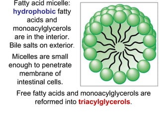 Fatty acid micelle:
hydrophobic fatty
acids and
monoacylglycerols
are in the interior.
Bile salts on exterior.
Micelles are small
enough to penetrate
membrane of
intestinal cells.
Free fatty acids and monoacylglycerols are
reformed into triacylglycerols.
 