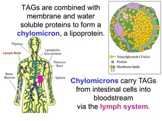 TAGs are combined with
membrane and water
soluble proteins to form a
chylomicron, a lipoprotein.
Chylomicrons carry TAGs
from intestinal cells into
bloodstream
via the lymph system.
 