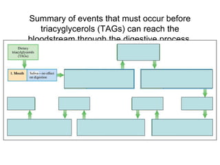 Summary of events that must occur before
triacyglycerols (TAGs) can reach the
bloodstream through the digestive process.
 