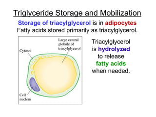 Triglyceride Storage and Mobilization
Storage of triacylglycerol is in adipocytes
Fatty acids stored primarily as triacylglycerol.
Triacylglycerol
is hydrolyzed
to release
fatty acids
when needed.
 