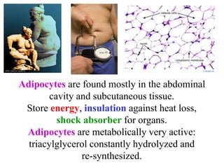 Adipocytes are found mostly in the abdominal
cavity and subcutaneous tissue.
Store energy, insulation against heat loss,
shock absorber for organs.
Adipocytes are metabolically very active:
triacylglycerol constantly hydrolyzed and
re-synthesized.
 