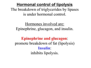 Hormonal control of lipolysis
The breakdown of triglycerides by lipases
is under hormonal control.
Hormones involved are:
Epinephrine, glucagon, and insulin.
Epinephrine and glucagon:
promote breakdown of fat (lipolysis)
Insulin:
inhibits lipolysis.
 