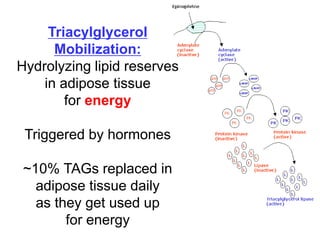 Triacylglycerol
Mobilization:
Hydrolyzing lipid reserves
in adipose tissue
for energy
Triggered by hormones
~10% TAGs replaced in
adipose tissue daily
as they get used up
for energy
 