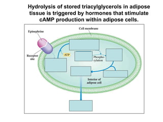 Hydrolysis of stored triacylglycerols in adipose
tissue is triggered by hormones that stimulate
cAMP production within adipose cells.
 