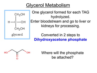 Glycerol Metabolism
One glycerol formed for each TAG
hydrolyzed.
Enter bloodstream and go to liver or
kidneys for processing.
Converted in 2 steps to
Dihydroxyacetone phosphate
Where will the phosphate
be attached?
 