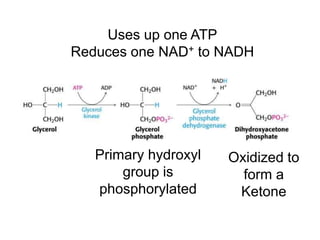 Uses up one ATP
Reduces one NAD+ to NADH
Oxidized to
form a
Ketone
Primary hydroxyl
group is
phosphorylated
 