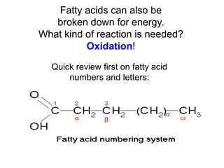Fatty acids can also be
broken down for energy.
What kind of reaction is needed?
Oxidation!
Quick review first on fatty acid
numbers and letters:
 