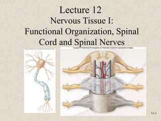 11-1
Nervous Tissue I:
Functional Organization, Spinal
Cord and Spinal Nerves
Lecture 12
 
