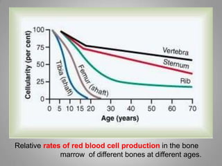 Lecture12 - Erythropoiesis.pptx