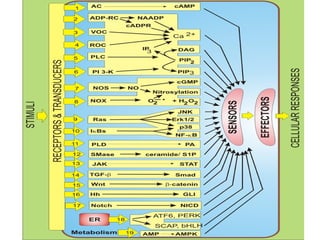 Comprehensive Overview of Cellular Communication Mechanisms and ...