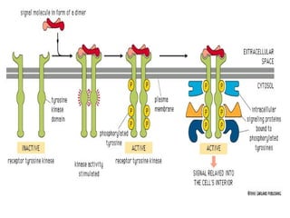 Comprehensive Overview of Cellular Communication Mechanisms and ...