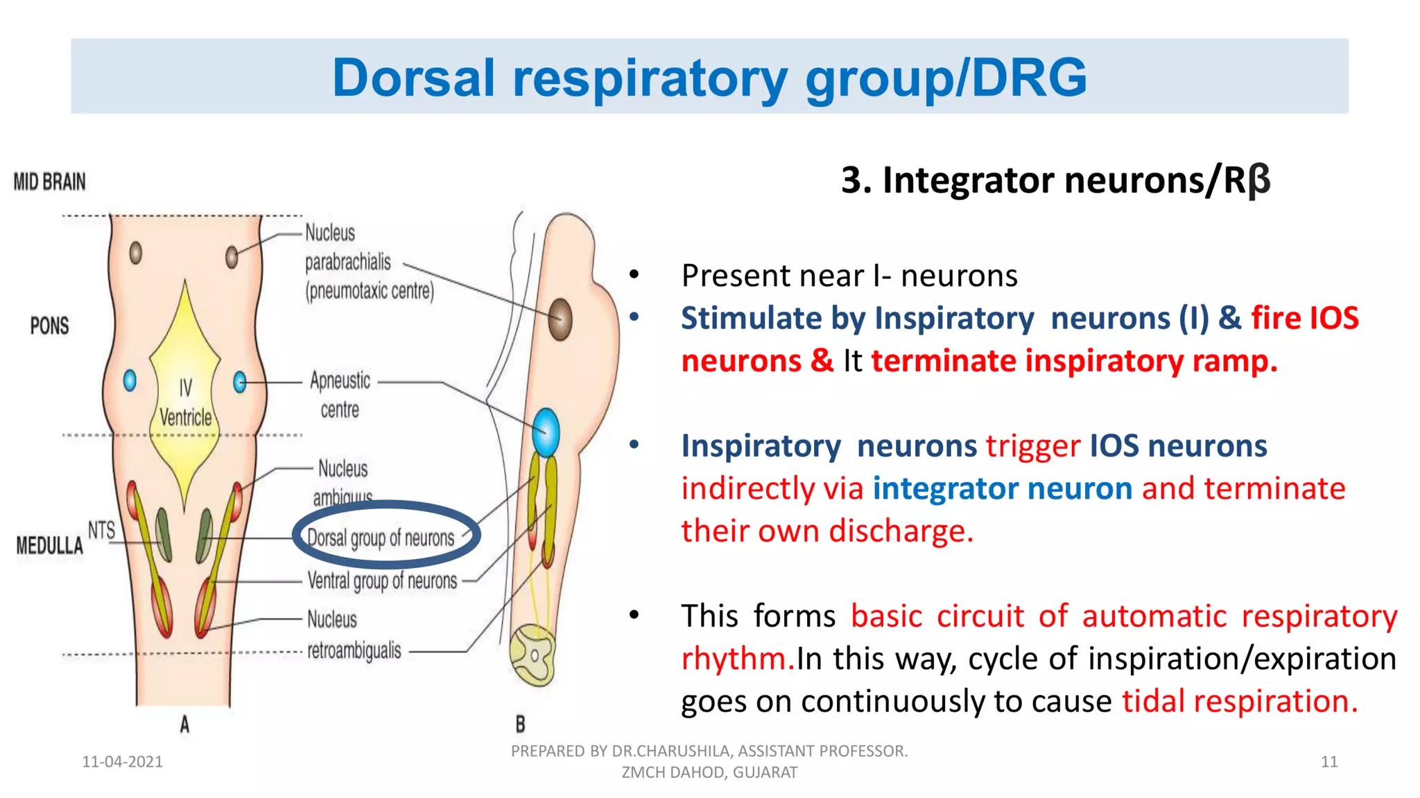 Neural regulation of respiration | PDF