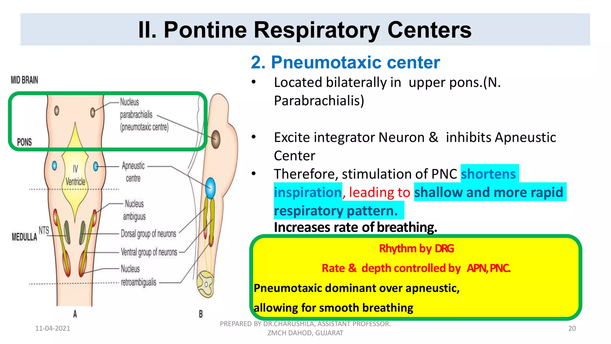 Neural regulation of respiration | PDF