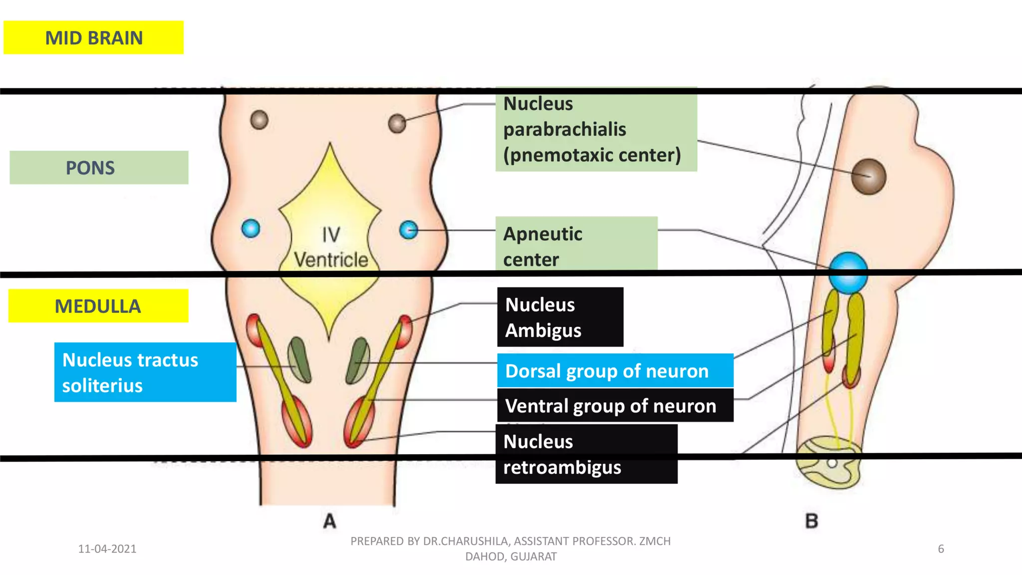 Neural regulation of respiration | PDF