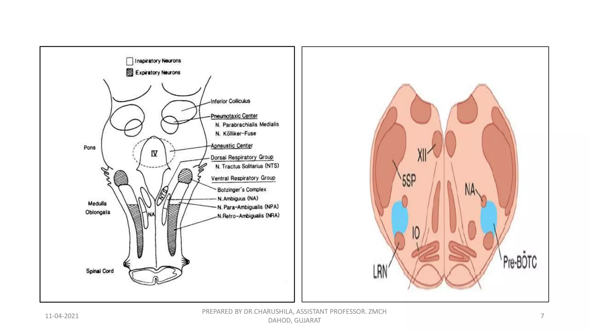 Neural regulation of respiration | PDF