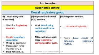 Neural regulation of respiration | PDF