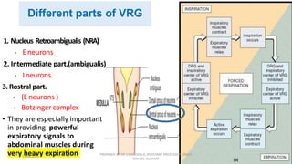 Neural regulation of respiration | PDF