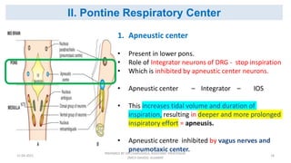 Neural regulation of respiration | PDF