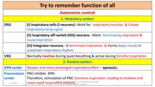 Neural regulation of respiration | PDF