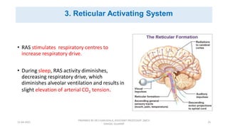 Neural regulation of respiration | PDF