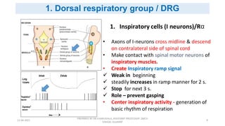 Neural regulation of respiration | PDF