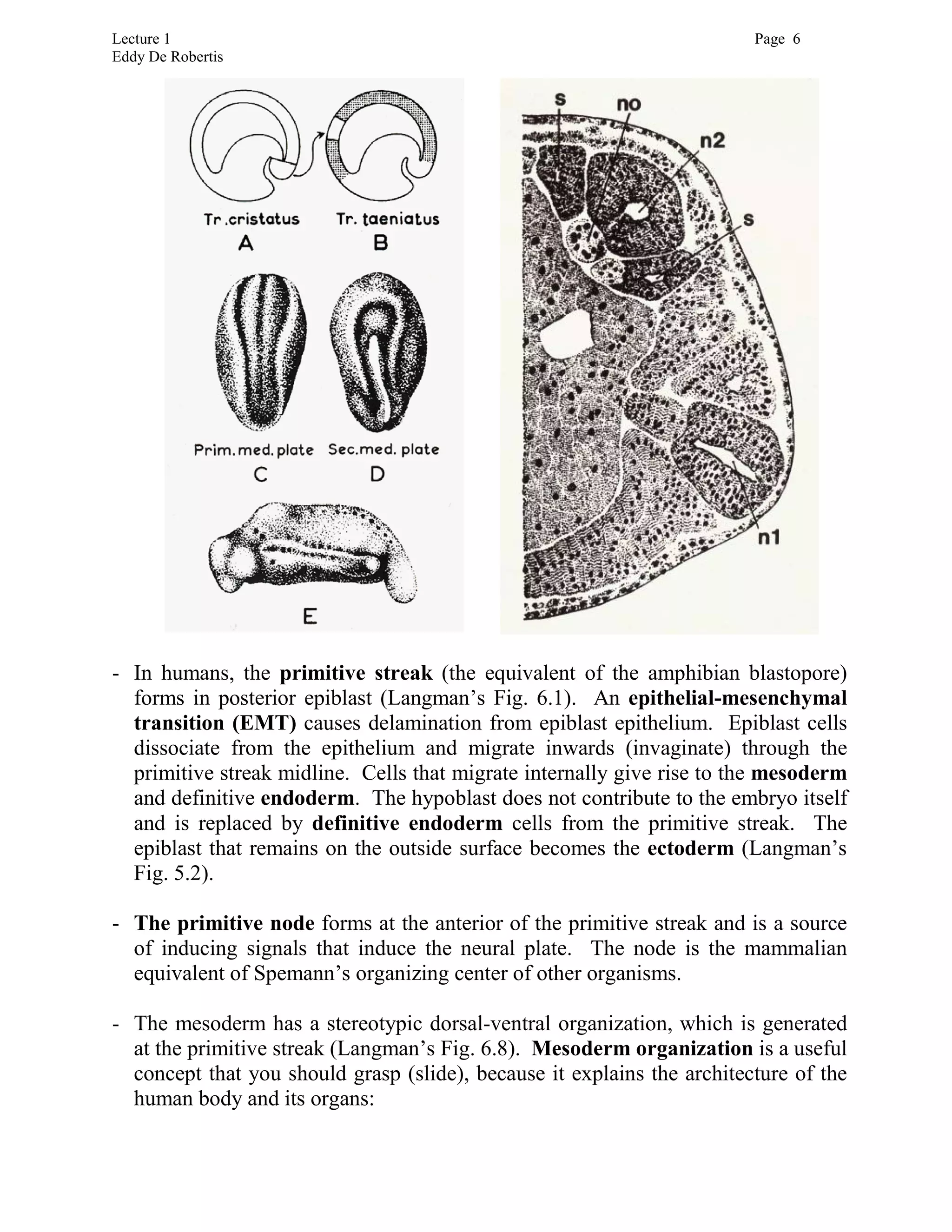 Lecture 1 Page 6
Eddy De Robertis
- In humans, the primitive streak (the equivalent of the amphibian blastopore)
forms in posterior epiblast (Langman’s Fig. 6.1). An epithelial-mesenchymal
transition (EMT) causes delamination from epiblast epithelium. Epiblast cells
dissociate from the epithelium and migrate inwards (invaginate) through the
primitive streak midline. Cells that migrate internally give rise to the mesoderm
and definitive endoderm. The hypoblast does not contribute to the embryo itself
and is replaced by definitive endoderm cells from the primitive streak. The
epiblast that remains on the outside surface becomes the ectoderm (Langman’s
Fig. 5.2).
- The primitive node forms at the anterior of the primitive streak and is a source
of inducing signals that induce the neural plate. The node is the mammalian
equivalent of Spemann’s organizing center of other organisms.
- The mesoderm has a stereotypic dorsal-ventral organization, which is generated
at the primitive streak (Langman’s Fig. 6.8). Mesoderm organization is a useful
concept that you should grasp (slide), because it explains the architecture of the
human body and its organs:
 