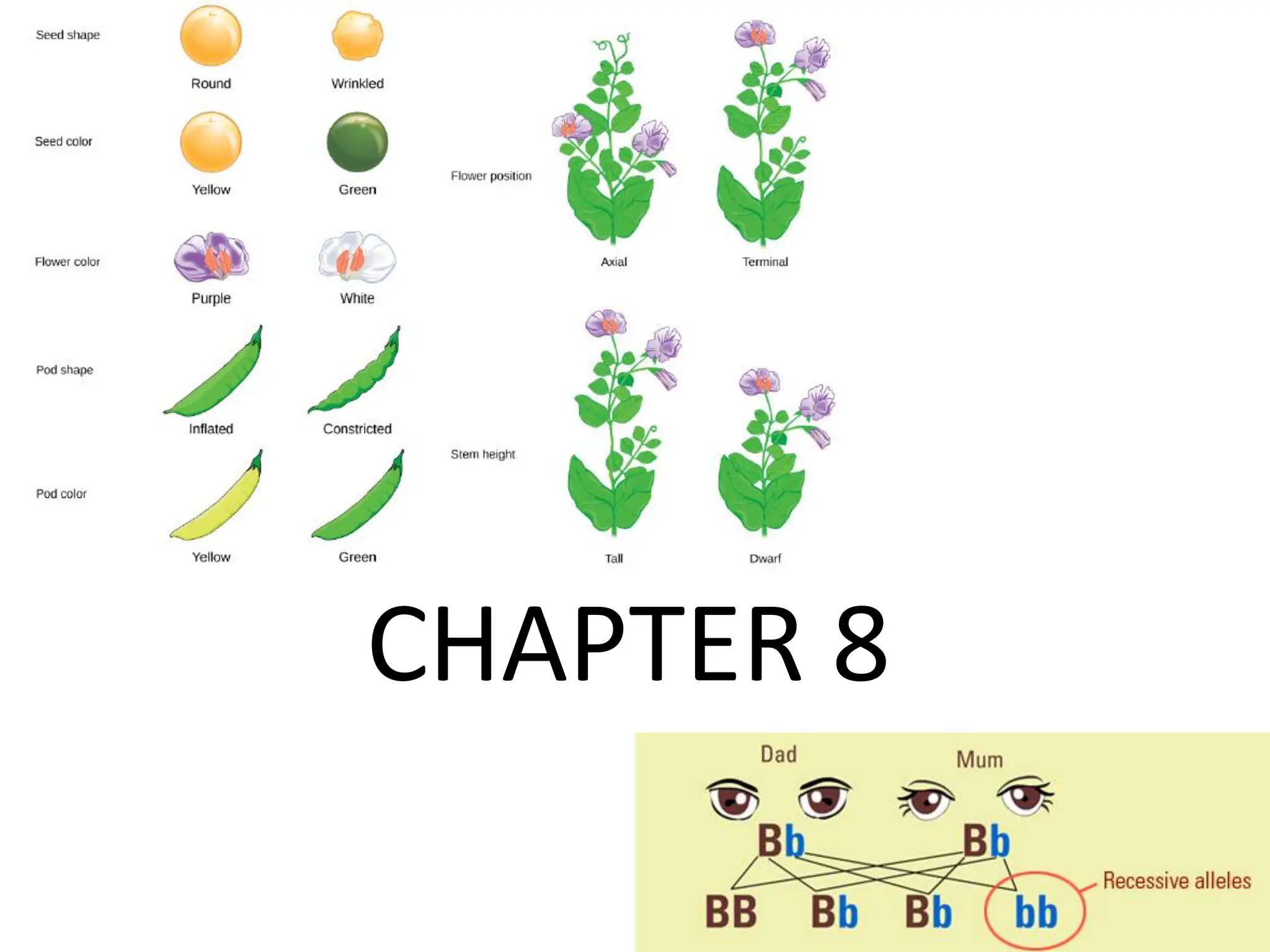 Lecture+1+2025 biologysciences notes.pdf