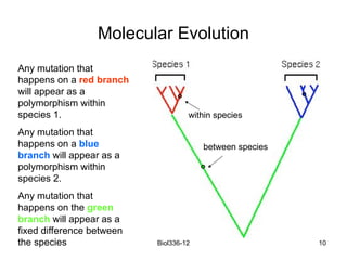 Lecture_12_molecular evolution 2008_Ally.ppt