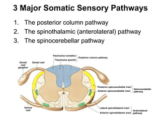 3 Major Somatic Sensory Pathways
1. The posterior column pathway
2. The spinothalamic (anterolateral) pathway
3. The spinocerebellar pathway

 