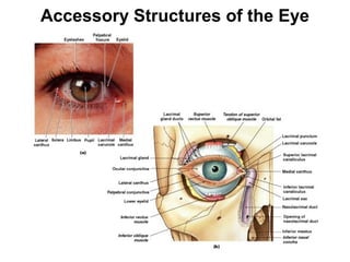 Accessory Structures of the Eye

Figure 17–3

 