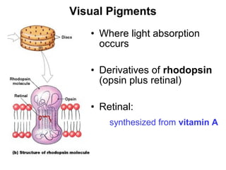 Visual Pigments
• Where light absorption
occurs
• Derivatives of rhodopsin
(opsin plus retinal)
• Retinal:
synthesized from vitamin A

Figure 17–13b

 