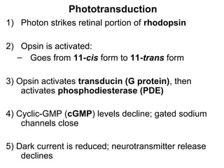 Phototransduction
1) Photon strikes retinal portion of rhodopsin
2) Opsin is activated:
– Goes from 11-cis form to 11-trans form
3) Opsin activates transducin (G protein), then
activates phosphodiesterase (PDE)
4) Cyclic-GMP (cGMP) levels decline; gated sodium
channels close
5) Dark current is reduced; neurotransmitter release
declines

 