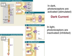 In dark,
photoreceptors are
activated (stimulated)

Dark Current
In light,
photoreceptors are
inactivated (inhibited)

Figure 17–14

 