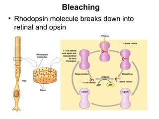 Bleaching
• Rhodopsin molecule breaks down into
retinal and opsin

Figure 17–15

 