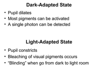 Dark-Adapted State
• Pupil dilates
• Most pigments can be activated
• A single photon can be detected

Light-Adapted State
• Pupil constricts
• Bleaching of visual pigments occurs
• “Blinding” when go from dark to light room

 