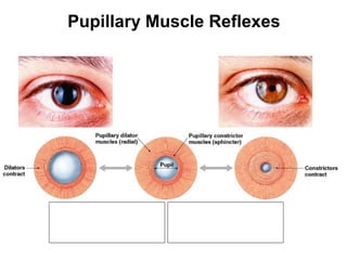Pupillary Muscle Reflexes

Figure 17–5

 